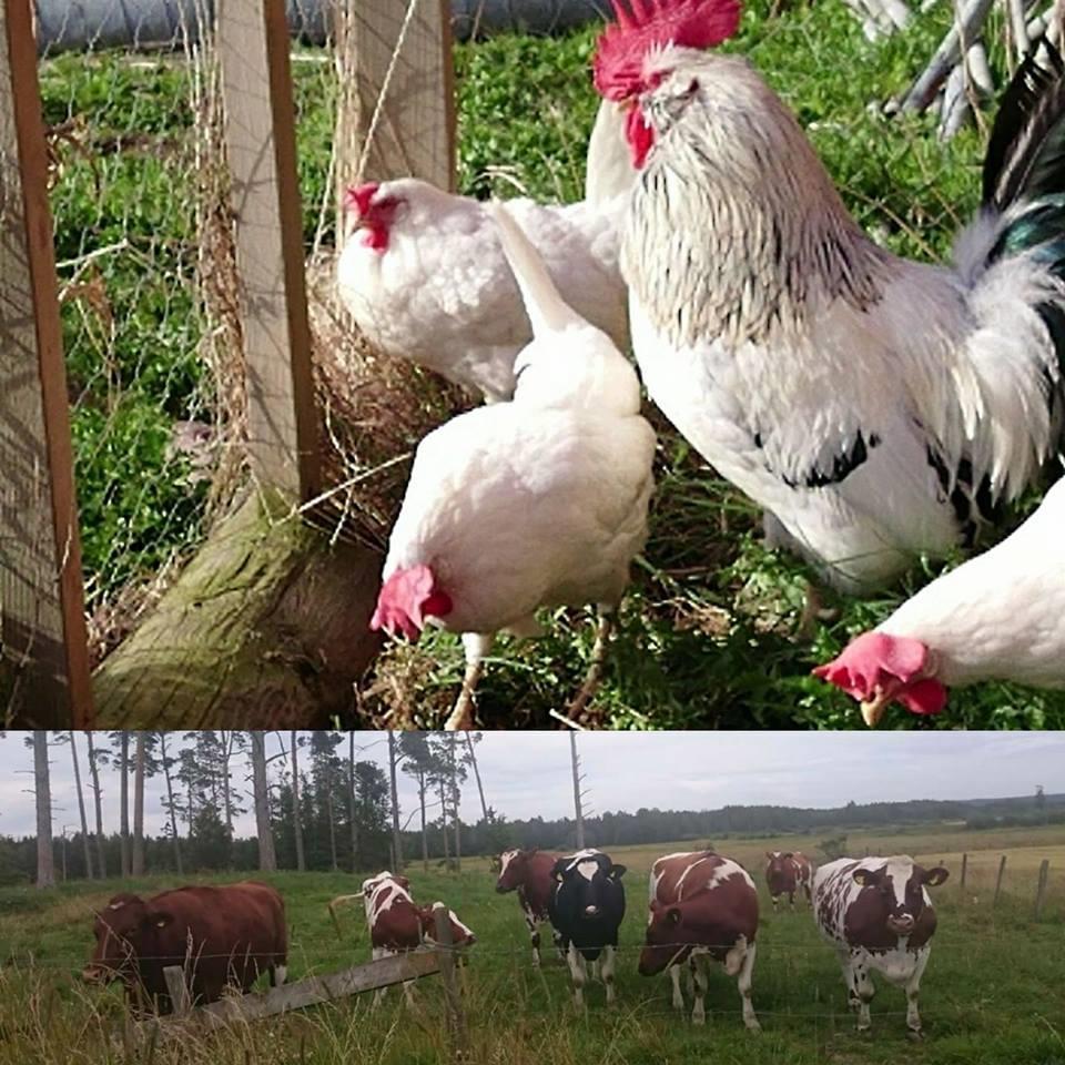 Fakulteten för veterinärmedicin och husdjursvetenskap Institutionen för husdjurens utfodring och vård Kalciumomsättning och kalciumreglering.