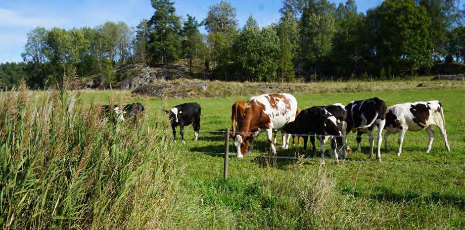Hävden sker framförallt genom betande hästar, får och kor. Ekologisk produktion kräver balans mellan djurens foderbehov och foderproduktionen på gården.