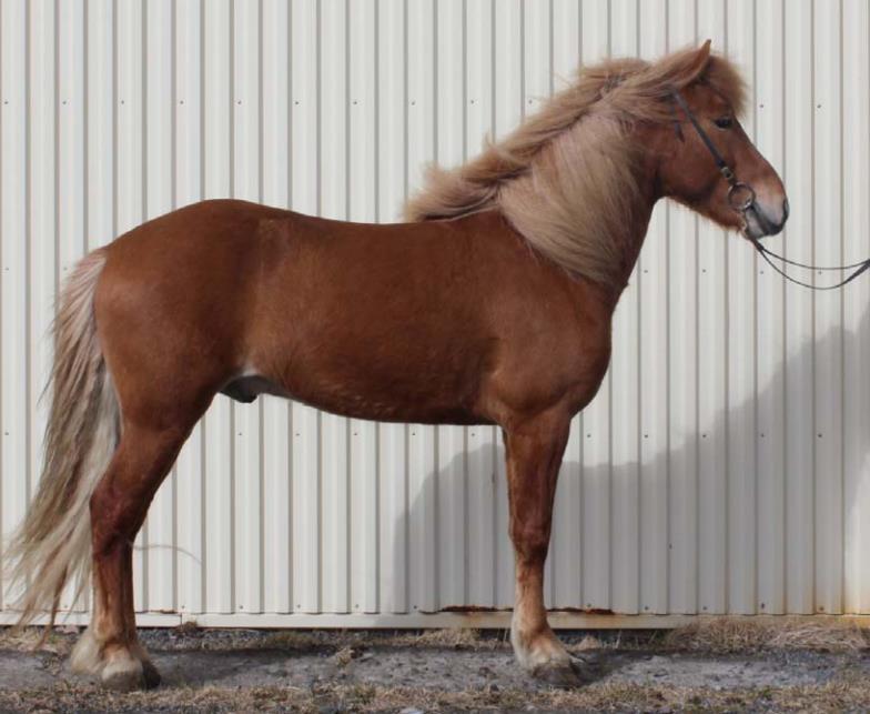 6 Ryttare/visare: Samma ryttare skall presentera samma häst under hela bedömningen. En ny ryttare kan dock presentera hästen vid den öppna bedömningsomgången.