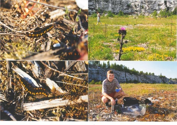 Bild 1. Området mellan de två brottsjöarna var tidigare en viktig föryngringslokal för apollofjärilen.