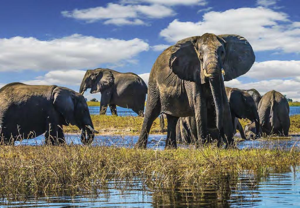 Korpfjell Filicudi Alta/Gohta Hufsa Borselv På spaning efter nästa stora oljefynd en elefant Vi är fortsatt övertygade om att vår strategi för värdeskapande genom organisk tillväxt är det bästa