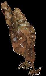 Fingertare Karaktär: En brunalg som har platta stora blad med flikar som liknar