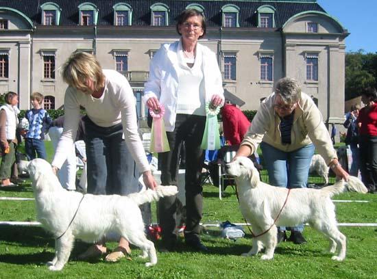 FUNKTION Vid utgången av 2007 hade 1684 golden retrievers funktionsbeskrivits.