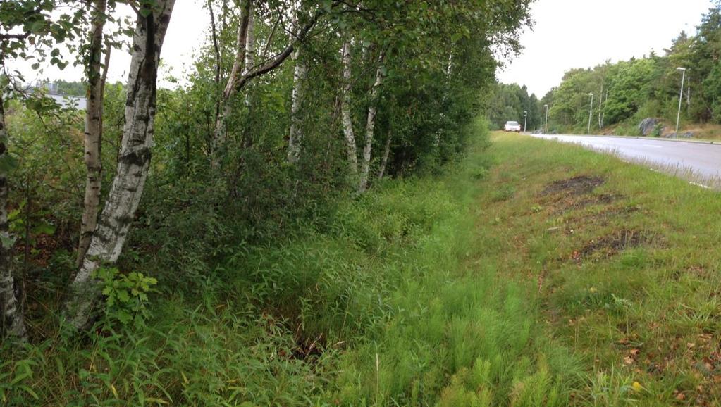 17 Figur 11 Dike utmed västra sidan av Sörredsvägen Längs med diket på västra sidan av Sörredsvägen finns också en mindre mängd träd och bergsväggar som skapar en naturlig barriär mot fastigheten. 6.