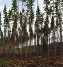Transgena granplantor med ändrad ligninsammansättning plantor öppnar för nya möjligheter -plantor *gör det möjligt att framställa ett stort antal plantor från de bästa genotyperna, *förkortar