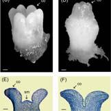 Embryoutveckling hos tall Filonova et al. 2002 Cell Death and Diff.