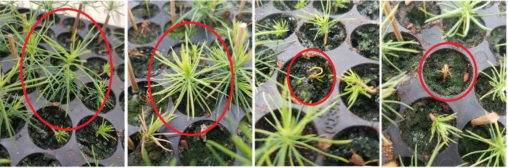 13 Figur 5. Bedömning av SE-plantans färg gjordes enligt skalan från höger till vänster, mörkgrön, ljusgrön, gul och brun. Figuren är bearbetad och bedömnings grodden är inom röd cirkel. 2.