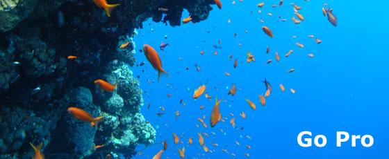 Som instruktör eller divemaster inom PADI, världens största utbildningsorganisation för dykare, har du möjlighet att jobba jorden runt. Jobbet är utmanande samtidigt som det är otroligt givande.