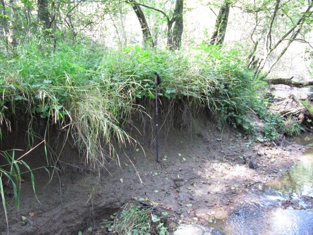 Figur 4. Typiska strandbrinkar längs Lerån. Till vänster brink med trädrötter ca 2m hög, ej 90. Till höger en lodrät men vattenmättad ca 1,5 m hög brink.