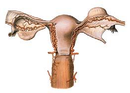 Arteria uterina Rr vaginales Arteria ovarica Arteria