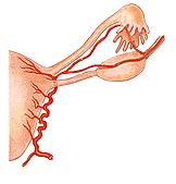 Arteria Uterina 1000-1500µm Ramus tubarius Vänster och