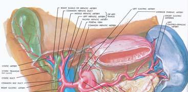 Akut-kronisk kronisk blödning Övre - proximal till lig Treitz Nedre - distal till lig Treitz Angiografi Diagnos >0,5 ml / min