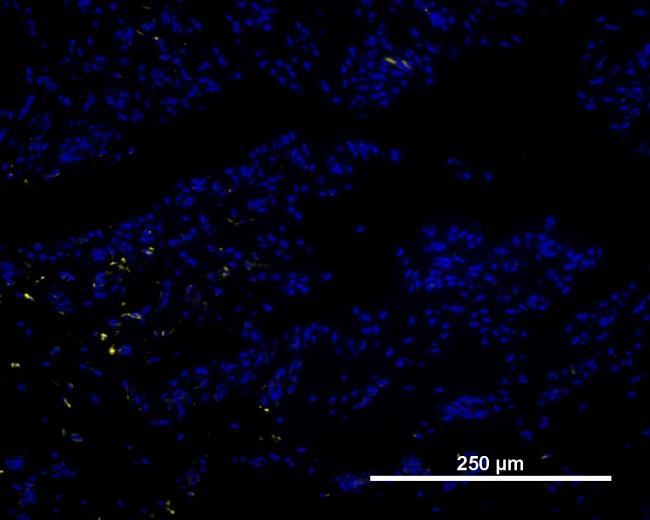 Figur 4a: : Representativ immunofluorescensinfärgning av normal ledkapsel. Gul infärgning (NGF), Blå kärninfärgning (DAPI) 20x förstoring Figur 3b: HE färgad normal ledkapsel från samma led som fig.