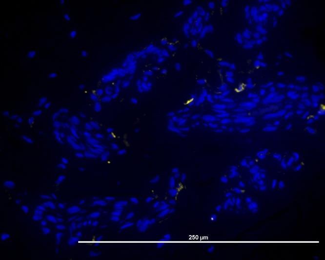 Figur 7a: : Representativ Immunofluorescensinfärgning av normal ledkapsel.
