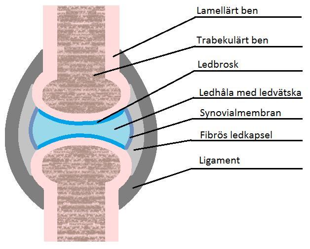 LITTERATURÖVERSIKT Synovial led Det finns olika typer av leder och dessa delas vanligen in i; synartroser, där leden har som funktion att enbart koppla samman två ben och inte tillåta rörelse, och