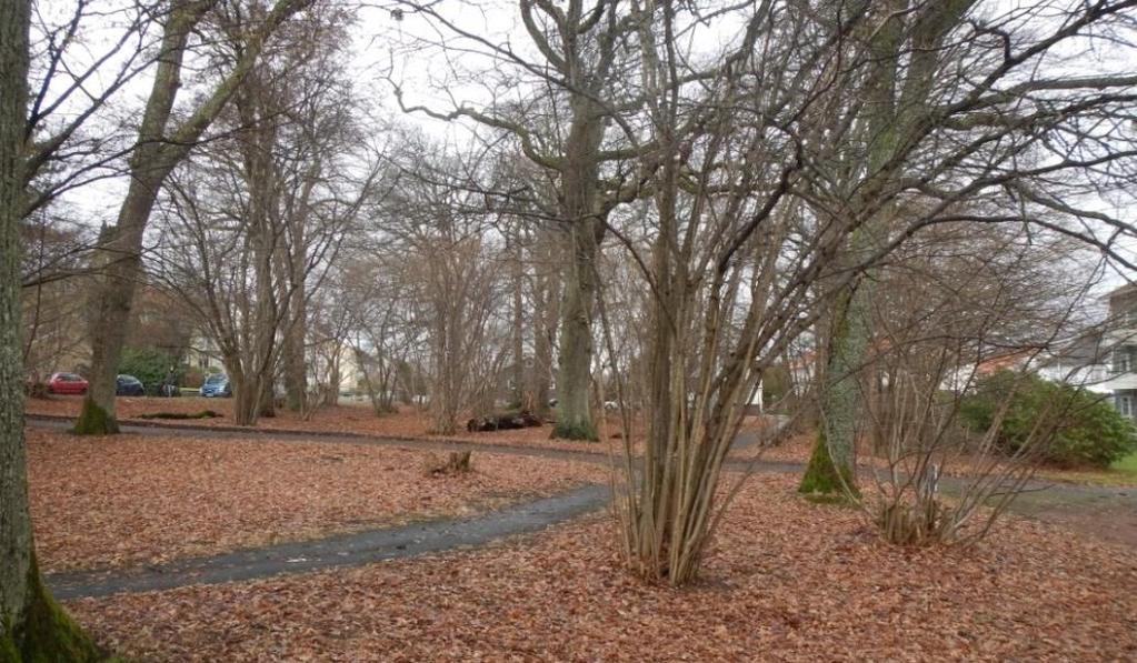 Södra delen av planområdet där BmSS-bygganden är tänkt att byggas utgörs idag av gräsytor med gamla ekträd, en grusad bollplan och en lekplats med sand och lekredskap.