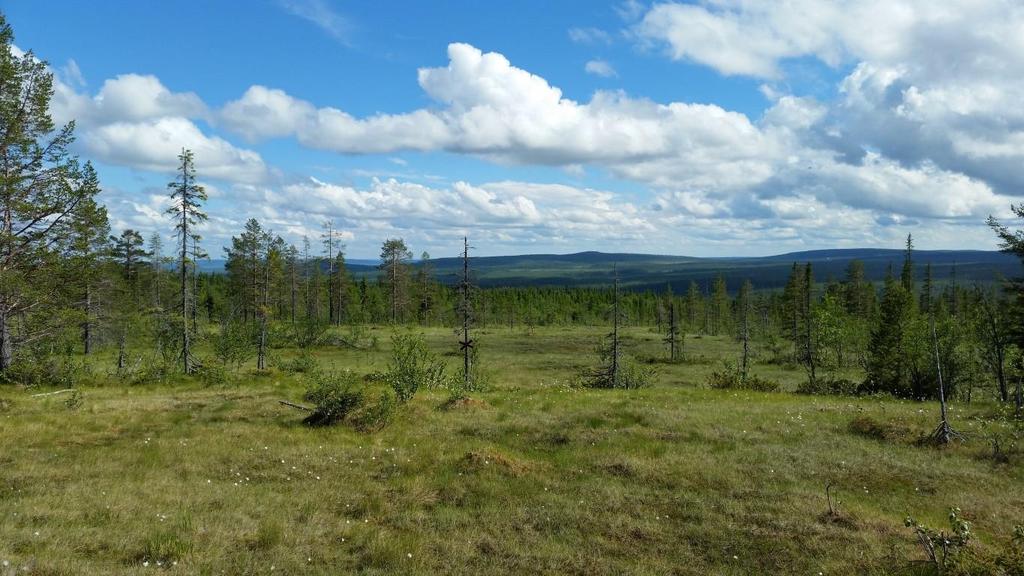 Naturvärdesinventering i