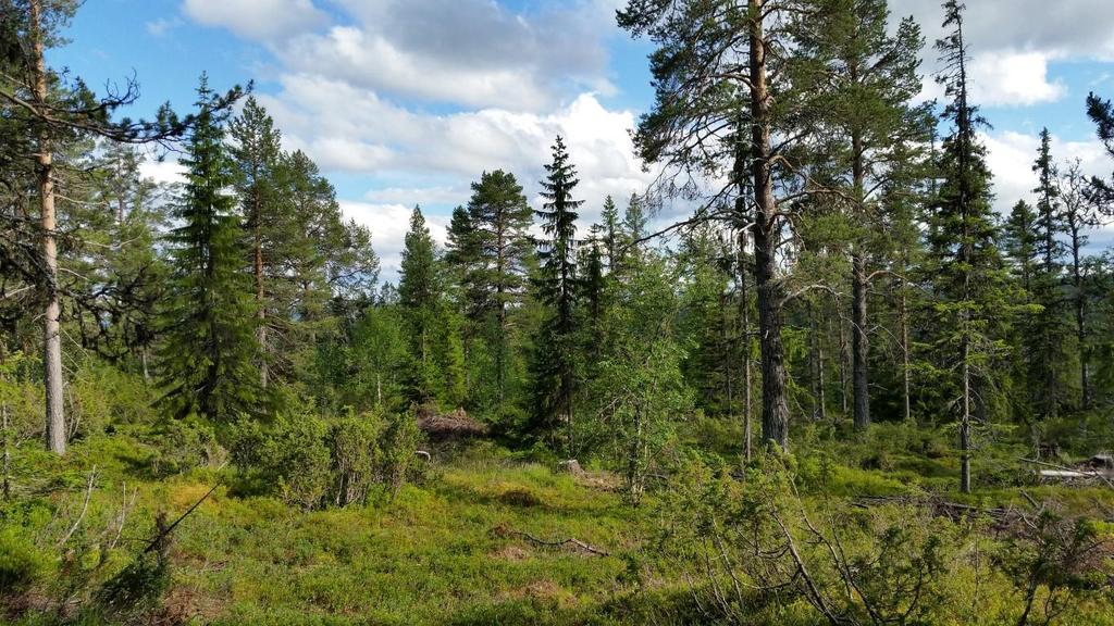 Skogen i södra delen av delområde A med gles,