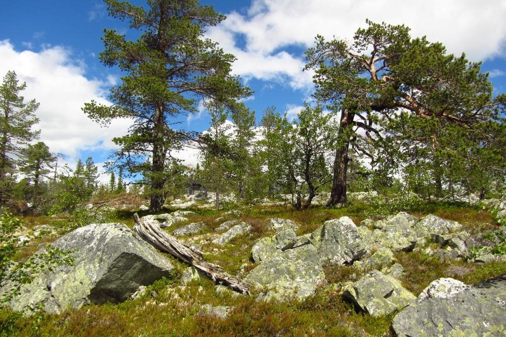 De vanligaste fältskikten är av blåbärstyp och lavrik typ, starr-fräkentyp och smalbladig grästyp finns också.