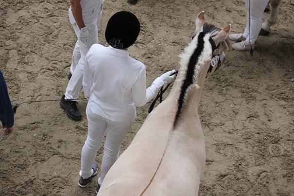 Visa häst vid hand samt Tävla i handlerklass Ella Råhlén & Helena Kättström Att korrekt kunna visa häst vid hand är ett viktigt moment i flera olika sammanhang.