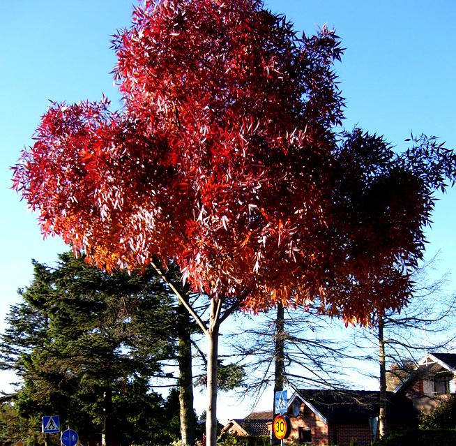 Träd Asklönn/ Acer negundo Bergskörsbär/ Prunus Sargentii Catalpa/ Catalpa