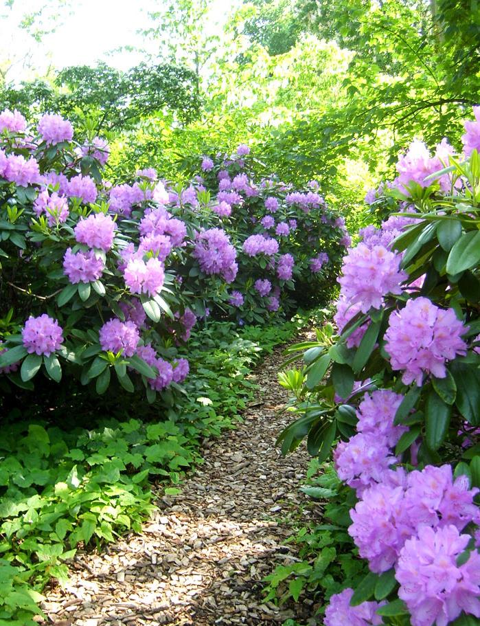 Rhododendron ssp sort efter smak Skogsolvon/ Viburnum opulus roseum Syren