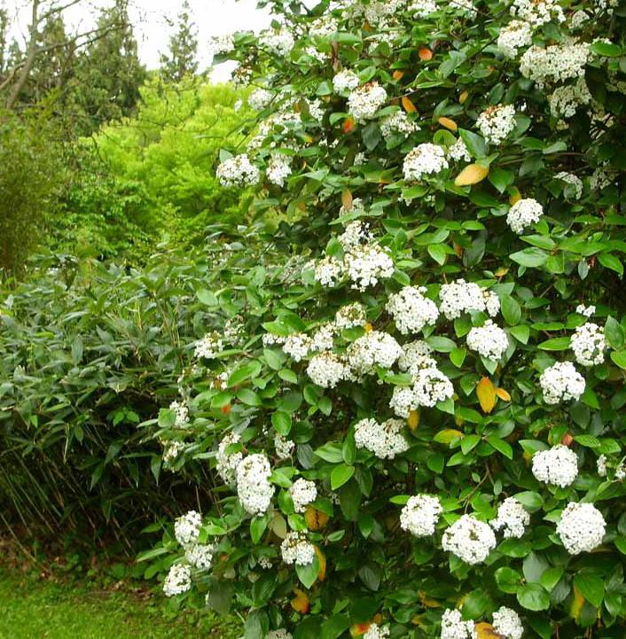 Blanda gärna storblommiga och småblommiga sorter.