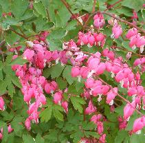 Perenner Alunrot/ Heuchera miccrantha Palace purple, Marmelade mm