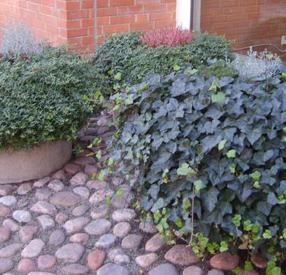Calamintha nepeta ssp nepeta Vintergröna/ Vinca major eller Vinca minor Murgröna/