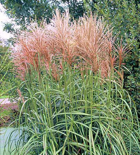 Papaver ssp Gräs Elefantgräs/ Miscanthus giganteus Japanskt gräs/ Miscanthus