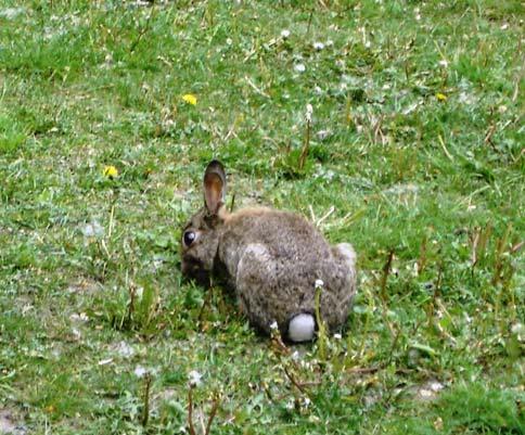 Skadedjur Antalet skadedjur som kaniner, harar och råttor har ökat under senare år. Som följd av det har skadegörelsen i parkerna ökat kraftigt.