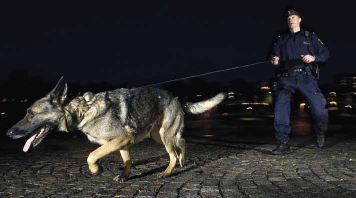 Årets Polishund 2011 tjuvfångargenerna bete, menar Hasse, som innan han blev hundförare för tre och ett halvt år sedan, bland annat hunnit arbeta som MC-polis.
