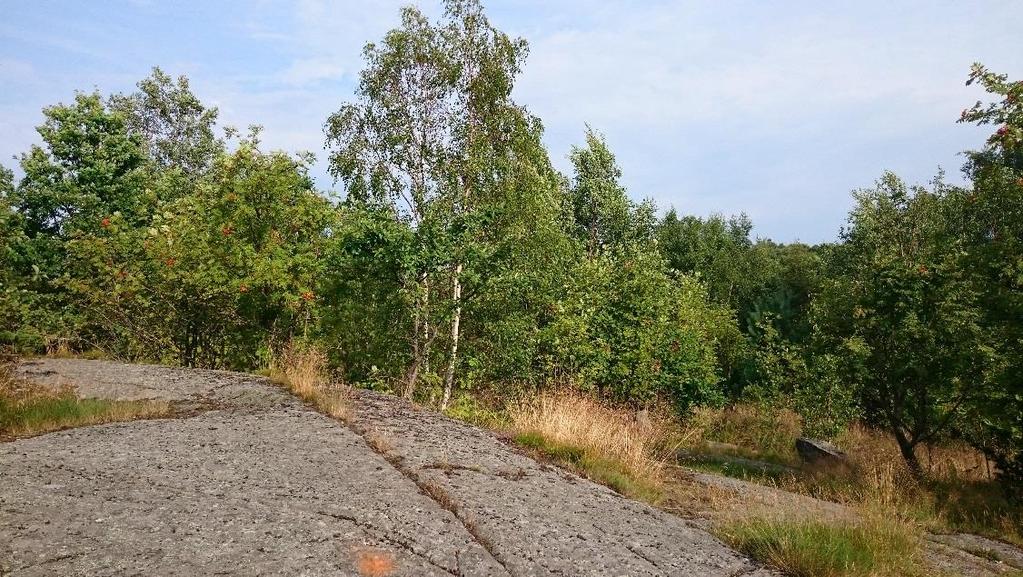 NATURVÄRDESINVENTERING FÖR DETALJPLAN AVSEENDE BOSTÄDER OCH FÖRSKOLA VID TOREDAMMEN 17
