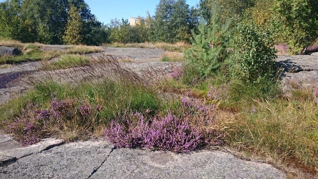 NATURVÄRDESINVENTERING FÖR DETALJPLAN AVSEENDE BOSTÄDER OCH FÖRSKOLA VID TOREDAMMEN 18 Naturvärdesobjekt nr. 2 
