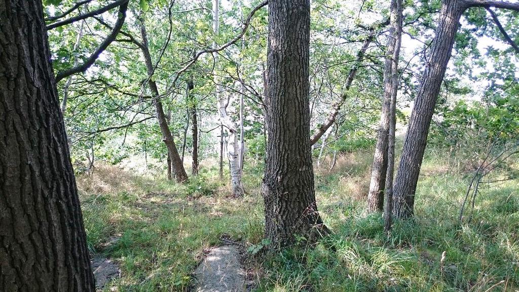NATURVÄRDESINVENTERING FÖR DETALJPLAN AVSEENDE BOSTÄDER OCH FÖRSKOLA VID TOREDAMMEN 19 Naturvärdesobjekt nr. 3 Östra Älvsborg 312:3 Figur 6 naturvärdesobjekt nr 3.