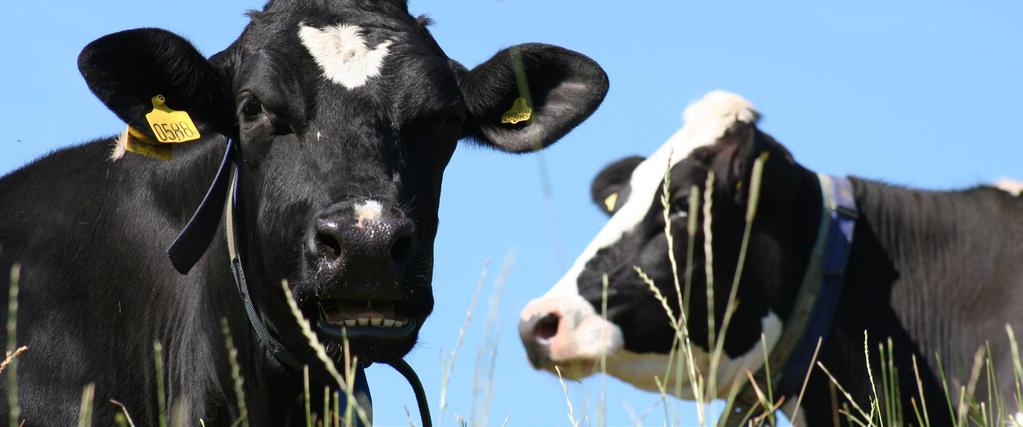 Ladda upp inför laktationen Många av produktionsstörningarna som drabbar våra mjölkkor uppstår vid tiden runt kalvning.