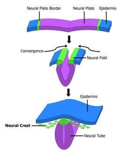 Dermal melanocytosis Nedre delen av ryggen, skinkorna, flankerna,
