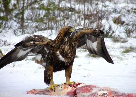 Karl -Uppskattad ålder: 3V -Ej