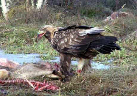 X4128 -Ålder: 5V -Ringmärkt i