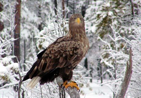 Sedd ett flertal gånger under tidigare vintrar.