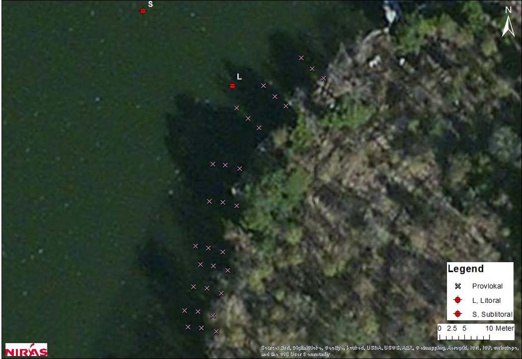 Figur 3. Område L med de 30 provlokalerna längs med den 50 meter långa strandsträckan utmarkerade som kryss. 2.2. Analys Bottenfaunaproverna analyserades av Sveriges Vattenekologer AB.
