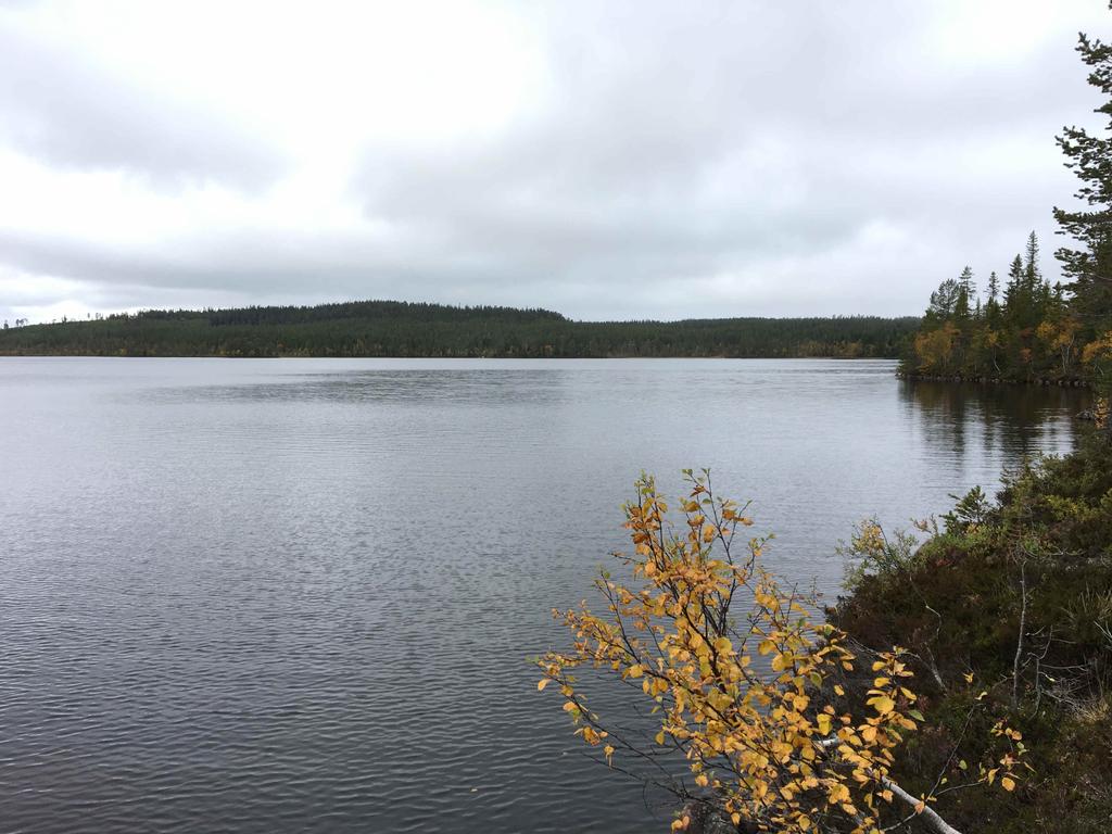 Medelboniteten är beräknad till 3,2 m3sk/ha och år. 4 st jakträtter på Bonäs viltvårdsområde, ca 13 490 ha. Utgångspris: 2 000 000 kr.