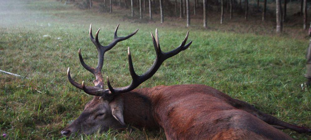 Höjdpunkter Höjdpunkter & & Beskrivning Beskrivning Jakt på Kronhjort i Frankrike Överblick Höjdpunkter Från Perigord till Pyrenéerna Kronhjortsjakt och gastronomi Bergsjakt eller endast kuperat -