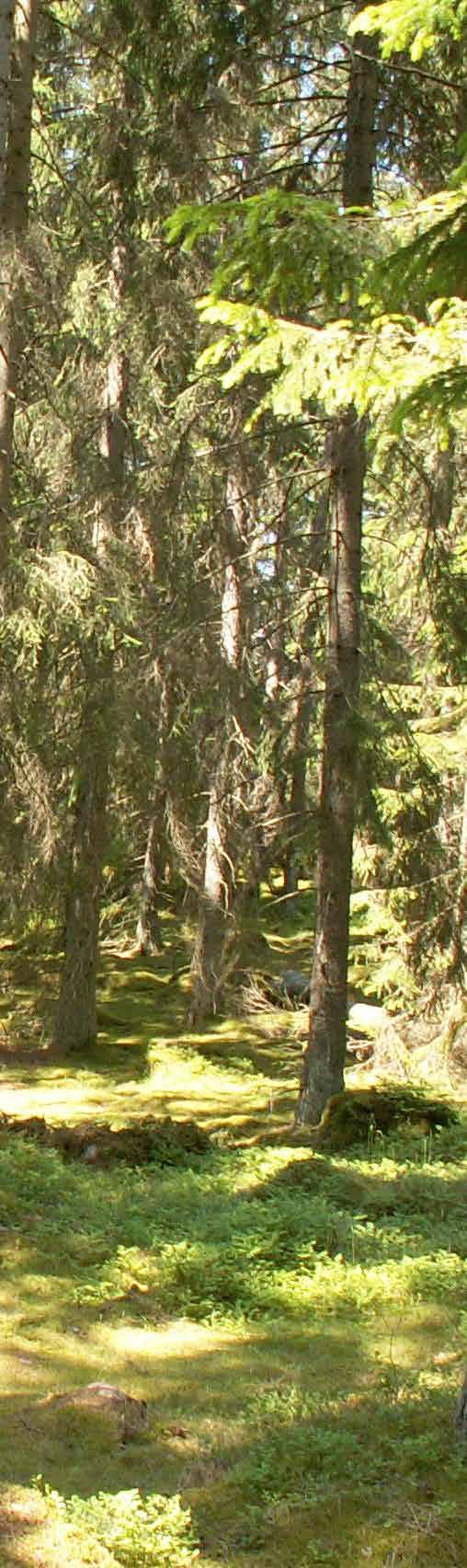 Skog Skogen på Höverö är välbestockad och produktiv.