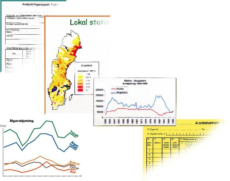 Svenska Jägareförbundets viltövervakning Avskjutningsstatistiken har samlats in sedan 1939 Sedan