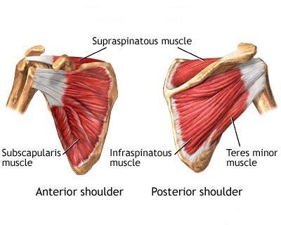 medan sonen sover middag? Vi börjar närma oss slutet på anatomilektionerna och har nu nått fram till axelns muskulatur. Trevlig läsning! Axelns muskulatur Axelns muskulatur består av: M.