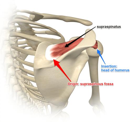 tuberculum majus. Senan är tunn och platt för att få plats under det osteofibrösa taket på acromion.