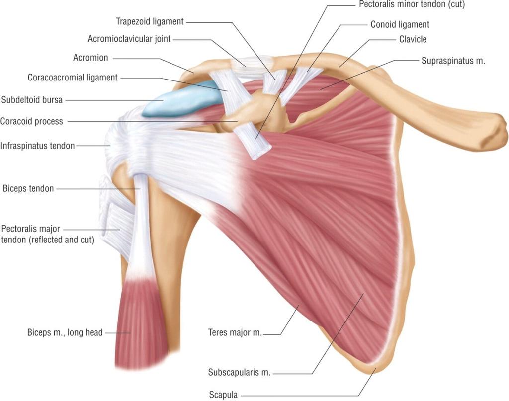 subscapularis och den fäster på övergången mellan tuberculum minus och crista tuberculi minoris på överarmens insida/framsida.