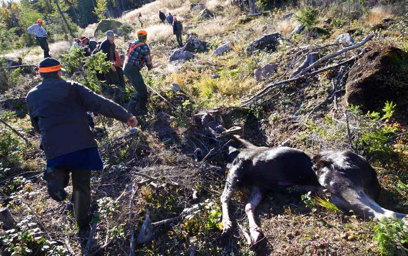 STATENS VETERINÄRMEDICINSKA ANSTALT ÅRSREDOVISNING 2017 En riktad övervakning för hjortsjukdomen CWD genomfördes i Jämtland under oktober 2017.