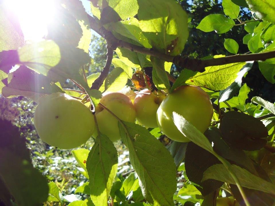 Presentatin av mest ptentiala växter Äppel (Malus dmestica) Stra mängder biprdukter: blad, kvistar, skal, fruktkött, frön Blad > antixidantaktiva Krssmassa >